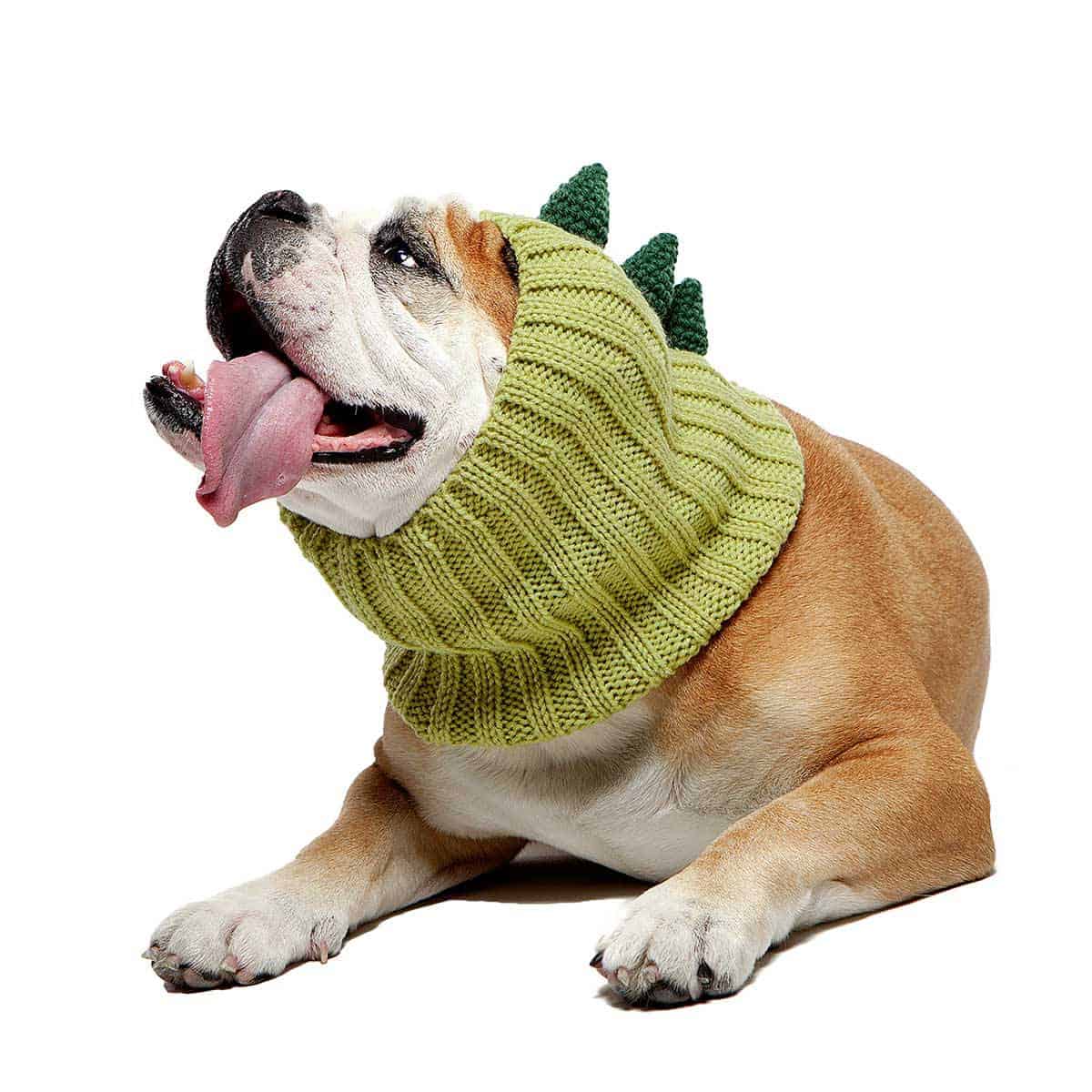 Bulldog wearing green crochet ear warmer dinosaur costume
