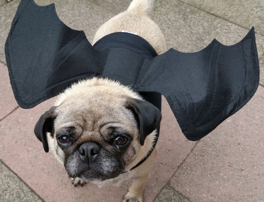 Cute Pug looking up with a black bat wing costume