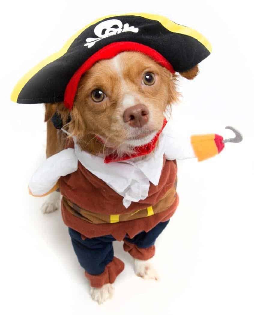 dog wearing a pirate costume with a black jolly roger hat and fake hook hand