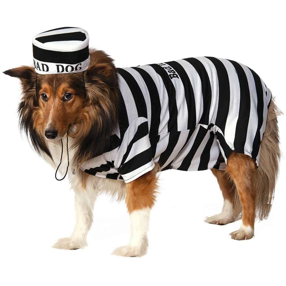 Small And Large Dog Costumes For Every Occasion - NoveltyStreet