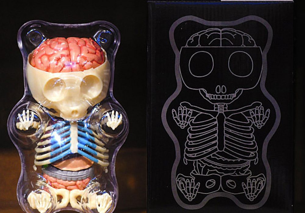 4D Master Gummi Bear Anatomy Model NoveltyStreet