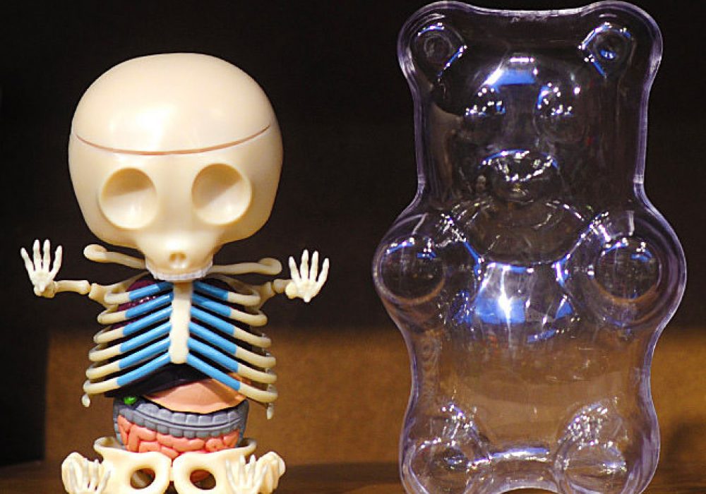 4D Master Gummi Bear Anatomy Model NoveltyStreet