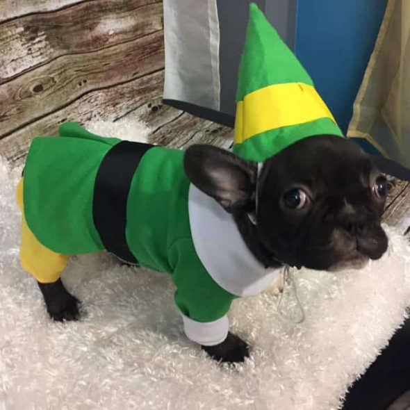 Bud-the-Elf-dog-Outfit.jpg