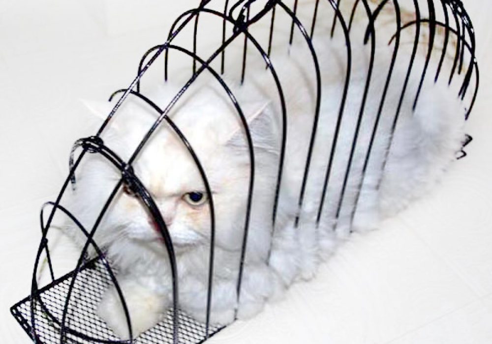 Cat Shower Cage NoveltyStreet
