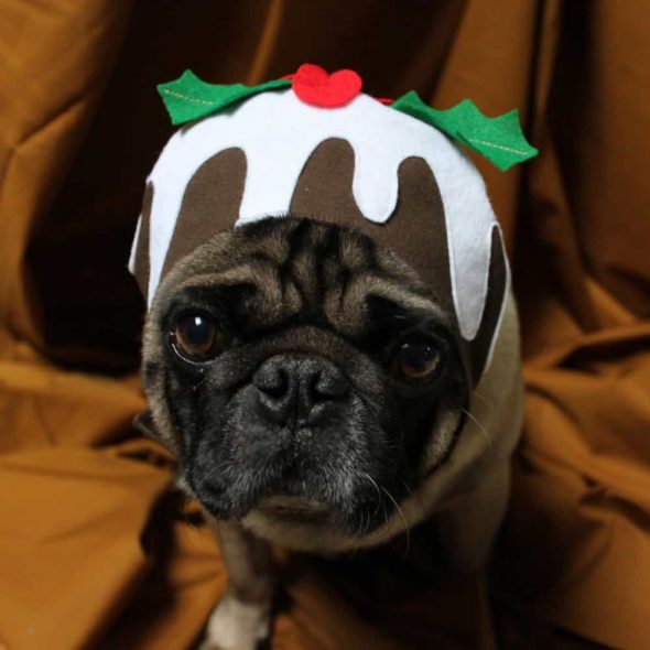 Christmas-Pudding-Hat-Dog-Costume.jpg