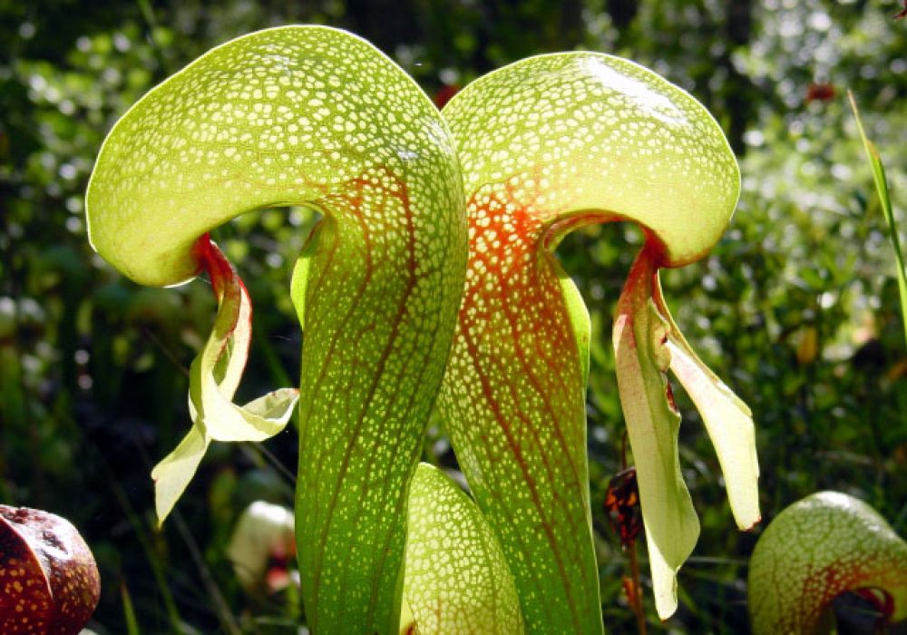 Cobra lily plant information