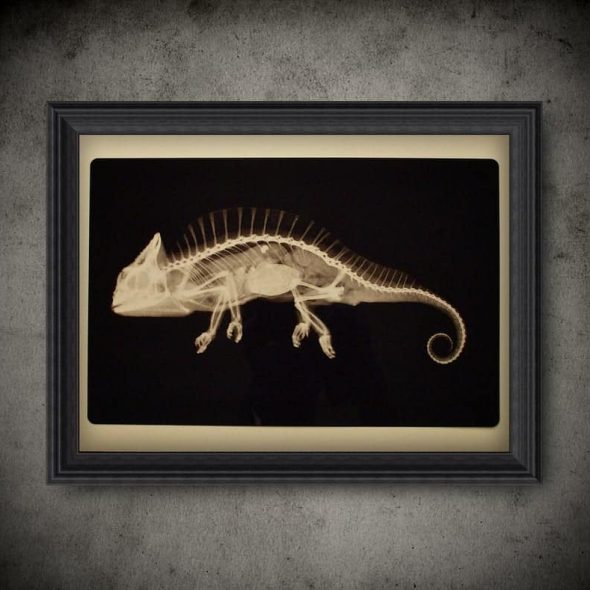 DeathChamberStudio Zoology Chameleon X-Ray Slide Transparent Poster