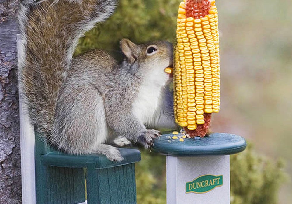 Duncraft Eco Squirrel Table Chair Noveltystreet