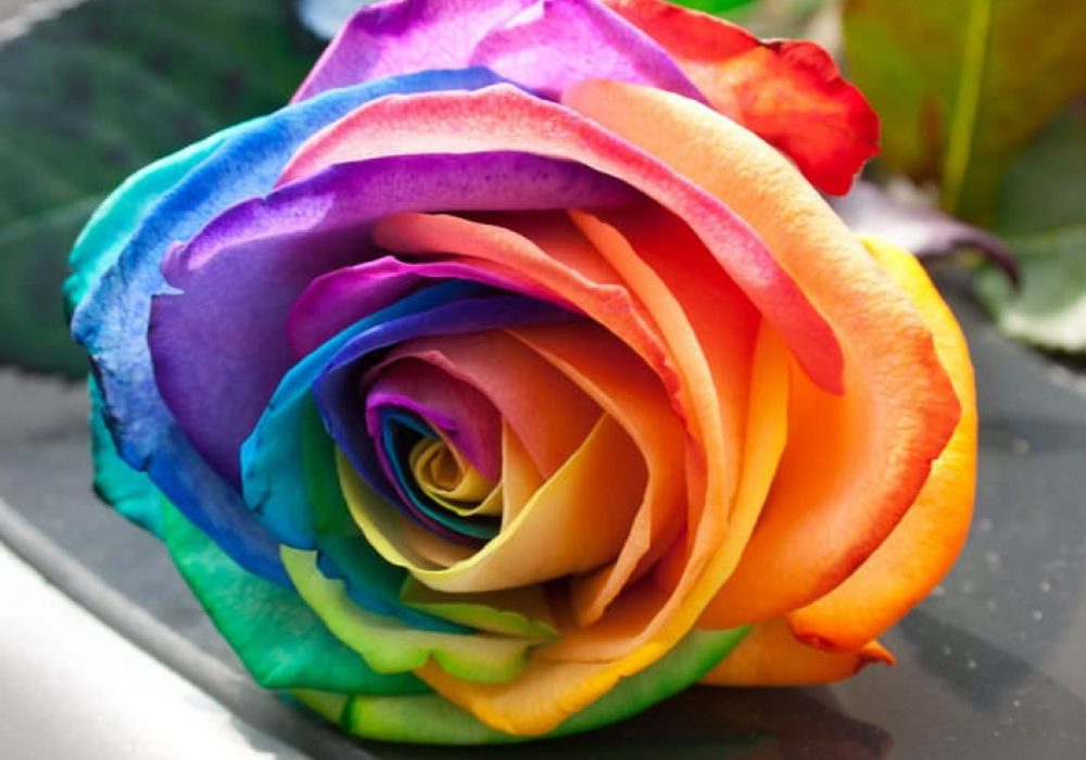 Rainbow Rose Seeds NoveltyStreet