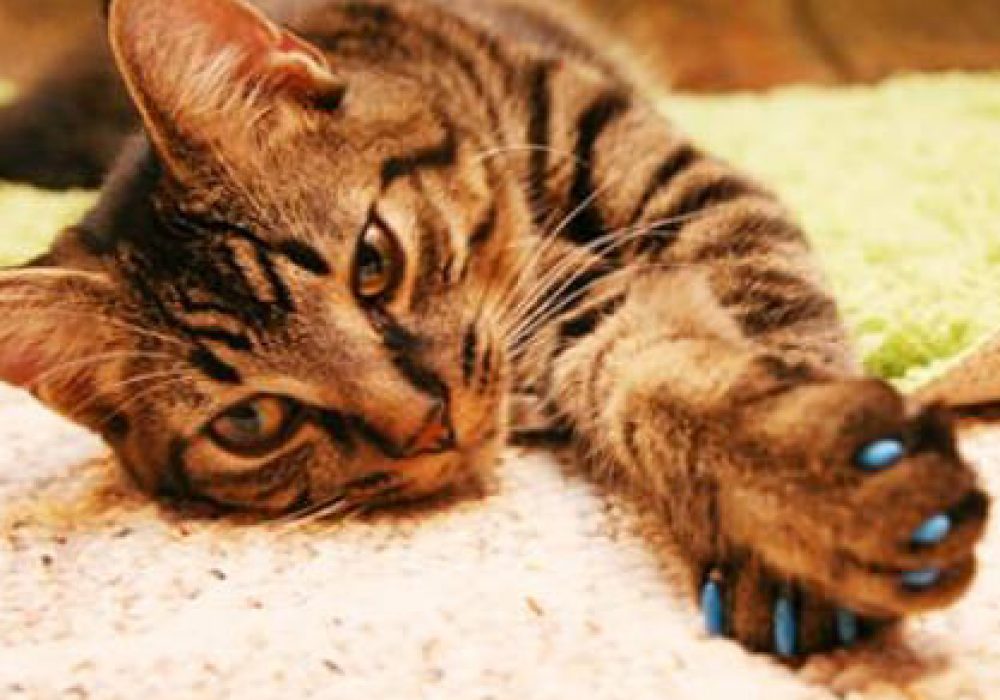 Soft Claws Cat Nail Caps NoveltyStreet