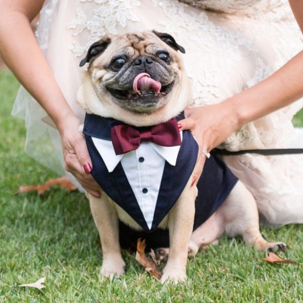 Wedding-Tuxedo-for-Dogs.jpg